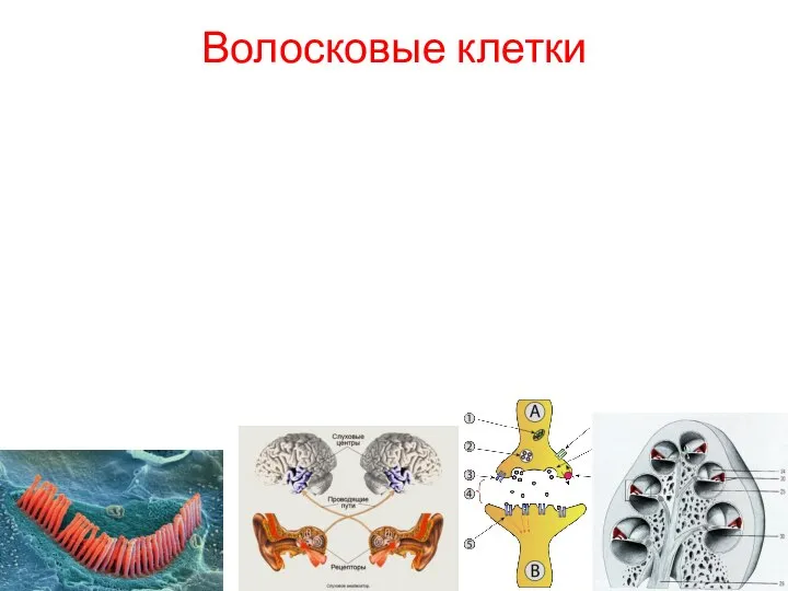 Волосковые клетки