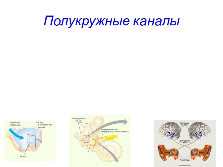 Полукружные каналы