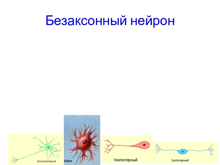 Безаксонный нейрон