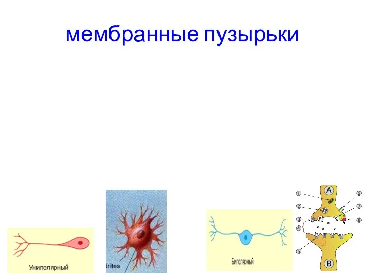 мембранные пузырьки