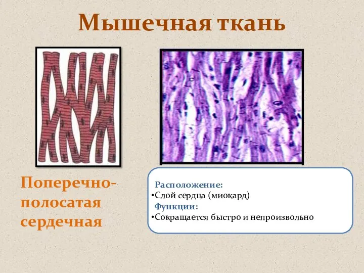 Мышечная ткань Поперечно-полосатая сердечная Расположение: Слой сердца (миокард) Функции: Сокращается быстро и непроизвольно