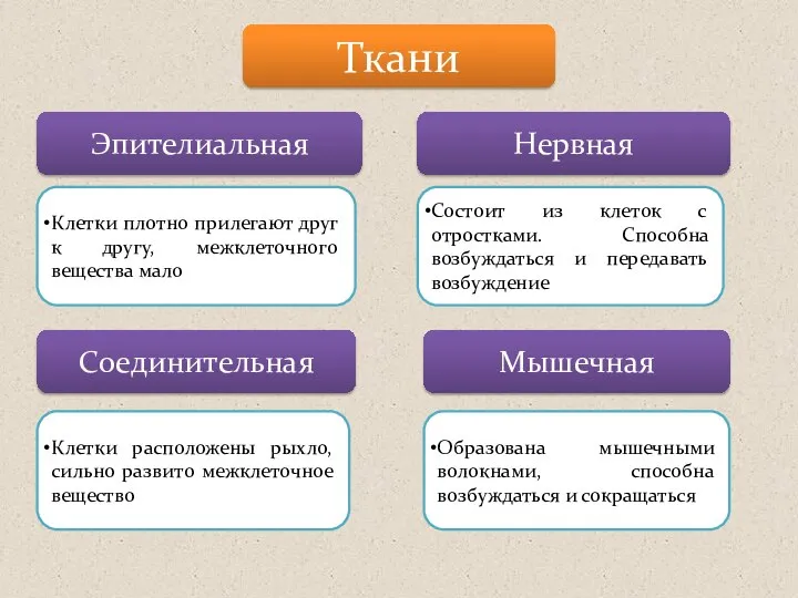 Ткани Эпителиальная Нервная Соединительная Мышечная Клетки плотно прилегают друг к другу, межклеточного