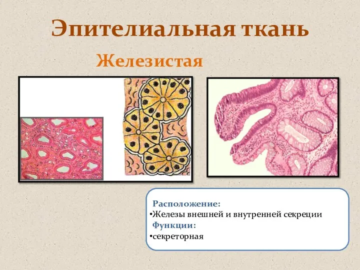 Эпителиальная ткань Железистая Расположение: Железы внешней и внутренней секреции Функции: секреторная