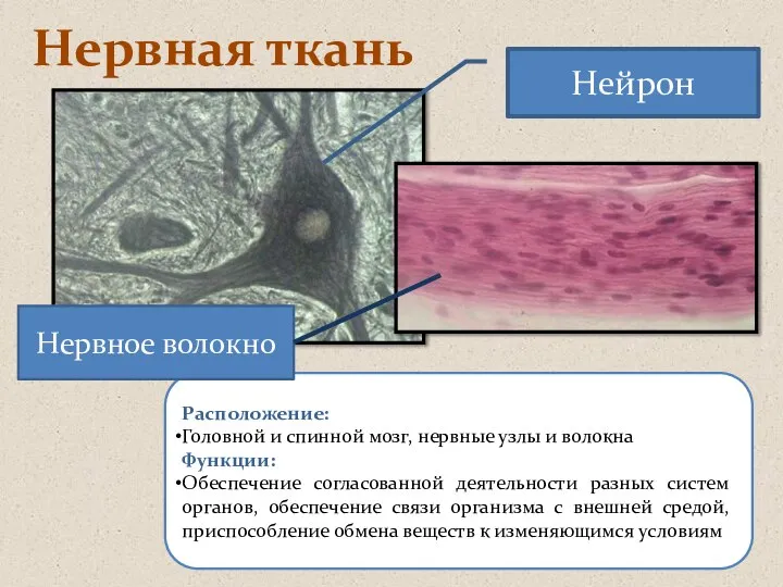 Нервная ткань Расположение: Головной и спинной мозг, нервные узлы и волокна Функции: