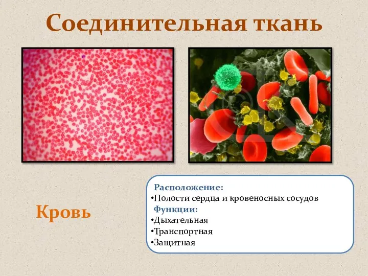 Расположение: Полости сердца и кровеносных сосудов Функции: Дыхательная Транспортная Защитная Соединительная ткань Кровь