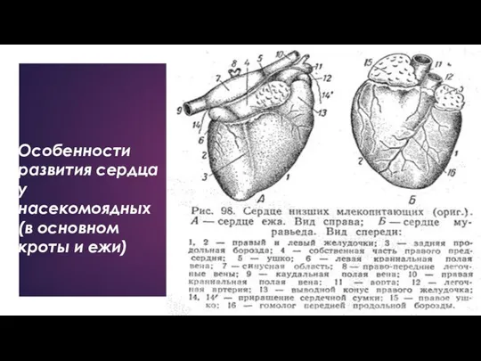 Особенности развития сердца у насекомоядных (в основном кроты и ежи)