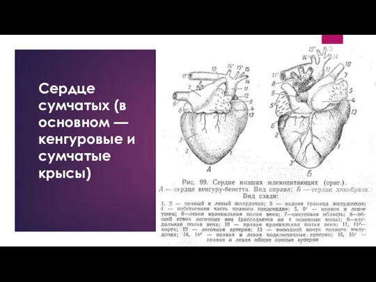 Сердце сумчатых (в основном — кенгуровые и сумчатые крысы)