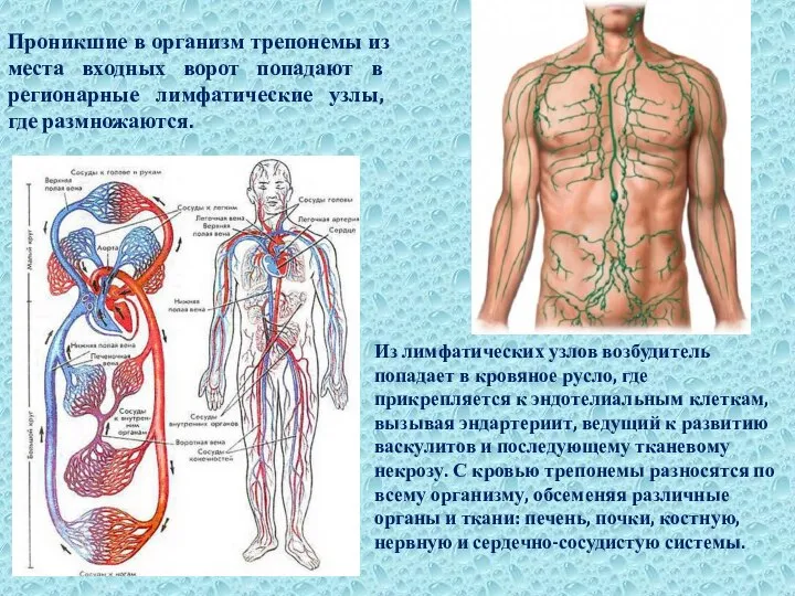 Проникшие в организм трепонемы из места входных ворот попадают в регионарные лимфатические