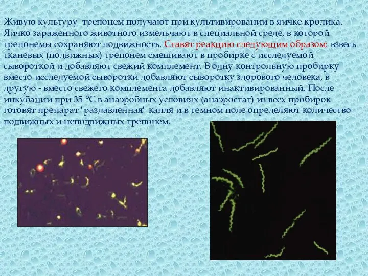 Живую культуру трепонем получают при культивировании в яичке кролика. Яичко зараженного животного