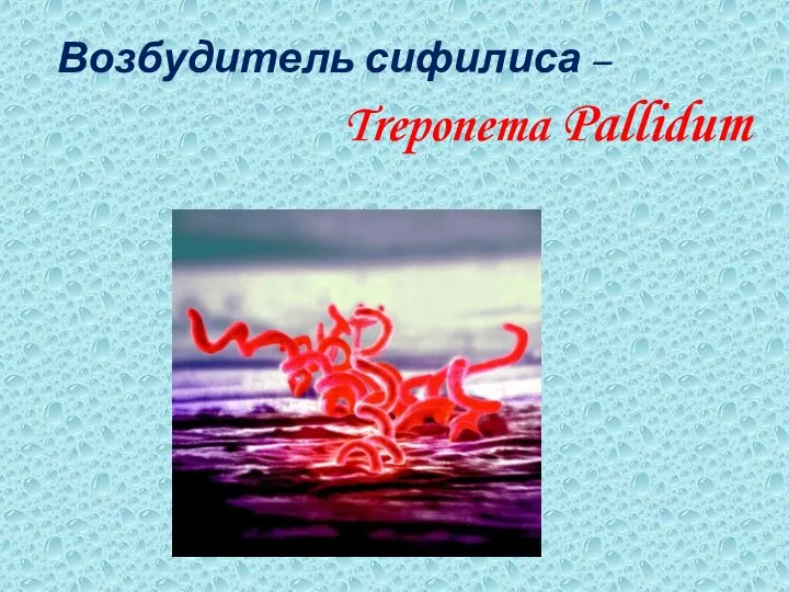 Возбудитель сифилиса – Treponema Pallidum