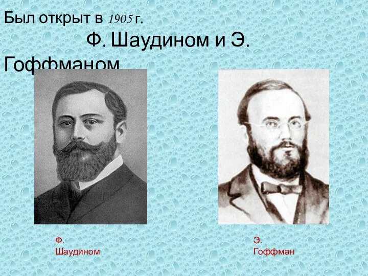 Был открыт в 1905 г. Ф. Шаудином и Э. Гоффманом. Ф. Шаудином Э. Гоффман