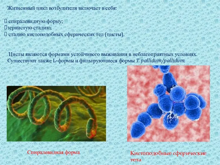 Жизненный цикл возбудителя включает в себя: спиралевидную форму; зернистую стадию; стадию кистоподобных