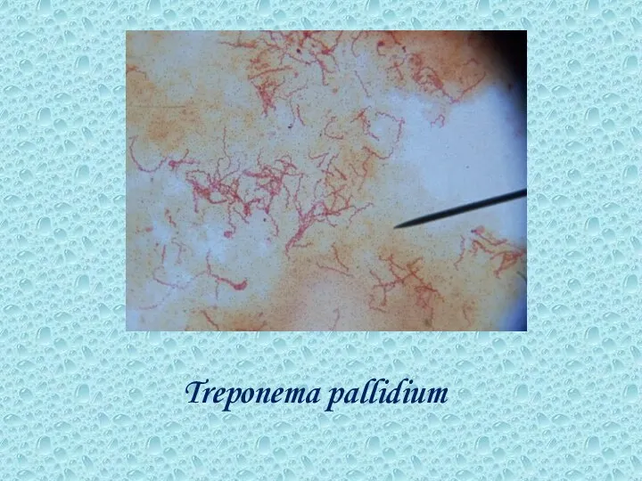 Treponema pallidium