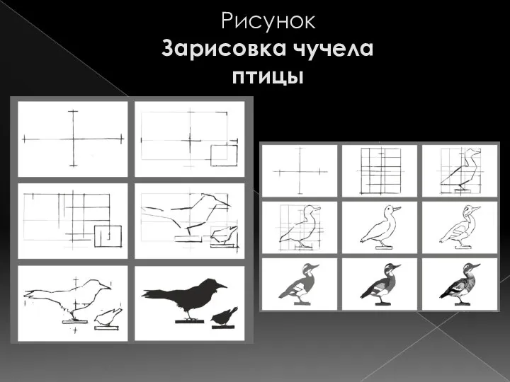 Рисунок Зарисовка чучела птицы