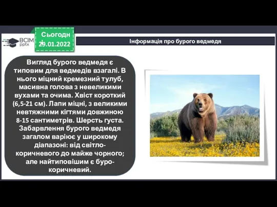 29.01.2022 Сьогодні Інформація про бурого ведмедя Вигляд бурого ведмедя є типовим для