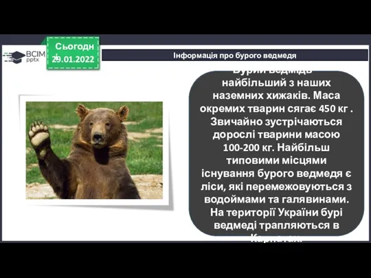 29.01.2022 Сьогодні Інформація про бурого ведмедя Бурий ведмідь – найбільший з наших