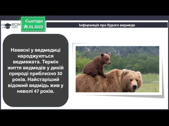 29.01.2022 Сьогодні Інформація про бурого ведмедя Навесні у ведмедиці народжуються ведмежата. Термін