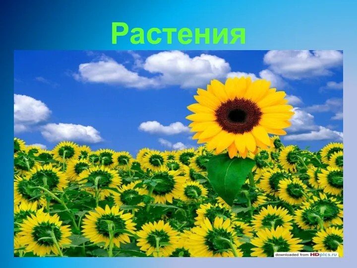 Растения