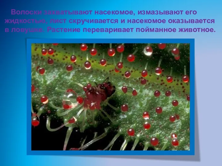 Волоски захватывают насекомое, измазывают его жидкостью, лист скручивается и насекомое оказывается в