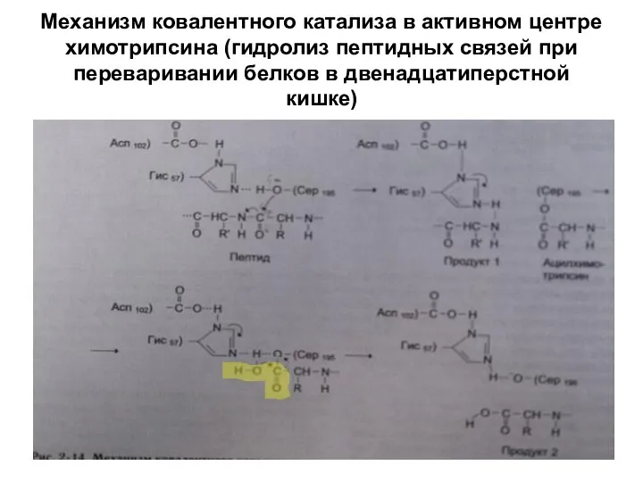 Механизм ковалентного катализа в активном центре химотрипсина (гидролиз пептидных связей при переваривании белков в двенадцатиперстной кишке)