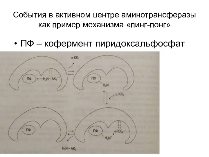 События в активном центре аминотрансферазы как пример механизма «пинг-понг» ПФ – кофермент пиридоксальфосфат