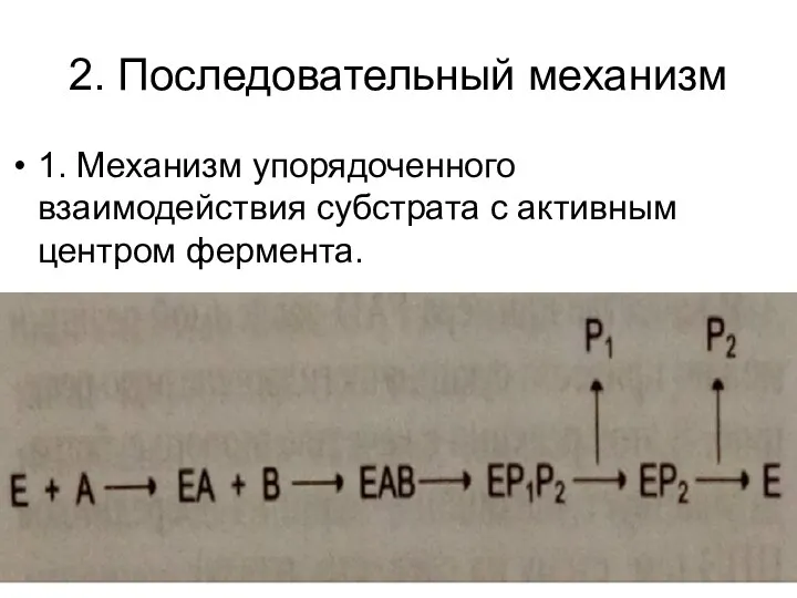 2. Последовательный механизм 1. Механизм упорядоченного взаимодействия субстрата с активным центром фермента.