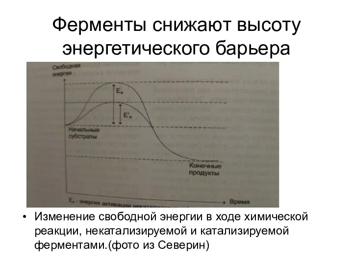 Ферменты снижают высоту энергетического барьера Изменение свободной энергии в ходе химической реакции,