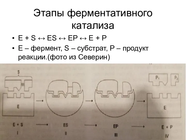 Этапы ферментативного катализа Е + S ↔ ES ↔ EP ↔ E