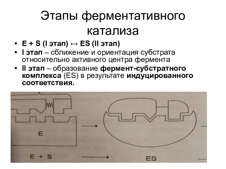 Этапы ферментативного катализа Е + S (I этап) ↔ ES (II этап)