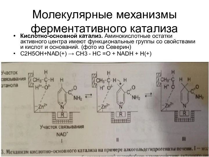 Молекулярные механизмы ферментативного катализа Кислотно-основной катализ. Аминокислотные остатки активного центра имеют функциональные