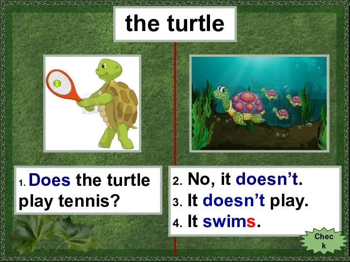 the turtle 1. Does the turtle play tennis? 2. No, it doesn’t.