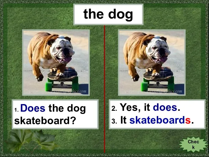 the dog 1. Does the dog skateboard? 2. Yes, it does. 3. It skateboards. Check