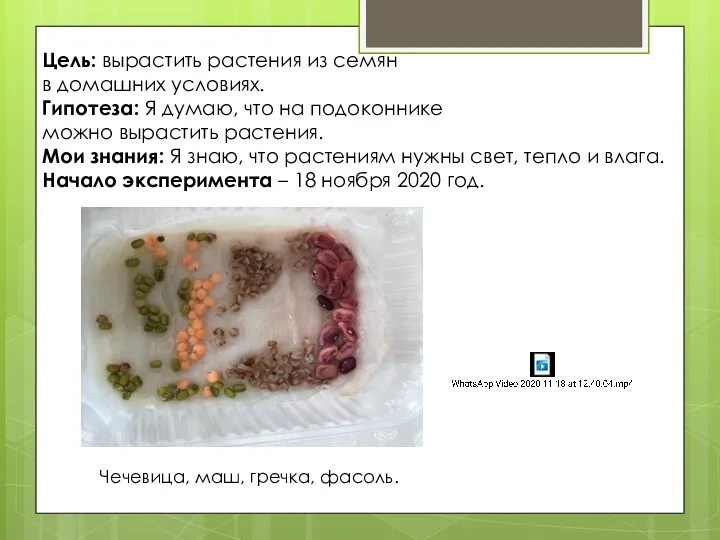 Цель: вырастить растения из семян в домашних условиях. Гипотеза: Я думаю, что