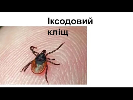 Іксодовий кліщ