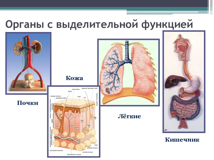 Органы с выделительной функцией Почки Кожа Лёгкие Кишечник