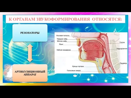 К ОРГАНАМ ЗВУКОФОРМИРОВАНИЯ ОТНОСЯТСЯ: