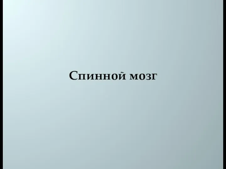 Спинной мозг