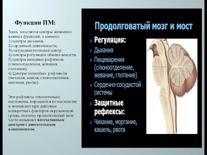 Функции ПМ: Здесь находятся центры жизненно важных функций, а именно: 1) центры