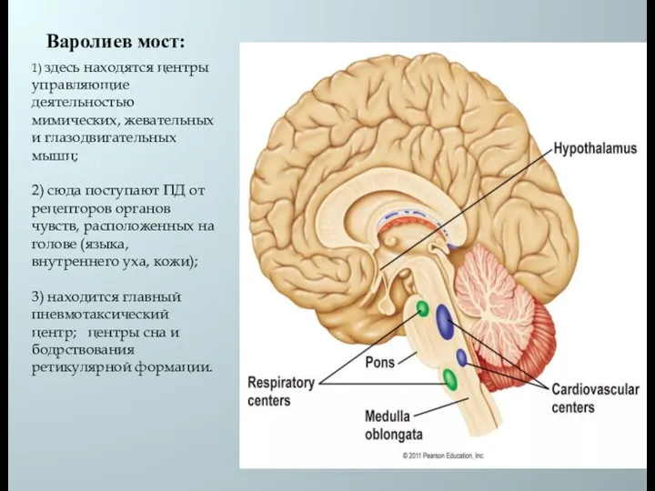 Варолиев мост: 1) здесь находятся центры управляющие деятельностью мимических, жевательных и глазодвигательных