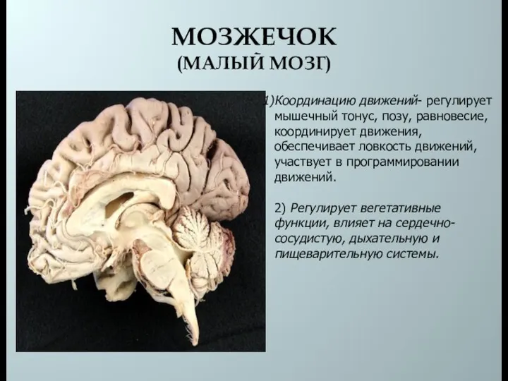 МОЗЖЕЧОК (МАЛЫЙ МОЗГ) Координацию движений- регулирует мышечный тонус, позу, равновесие, координирует движения,