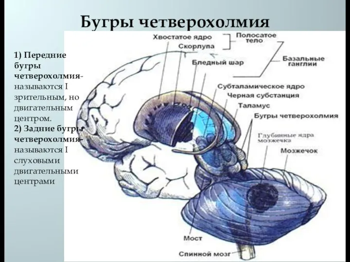 Бугры четверохолмия 1) Передние бугры четверохолмия- называются I зрительным, но двигательным центром.