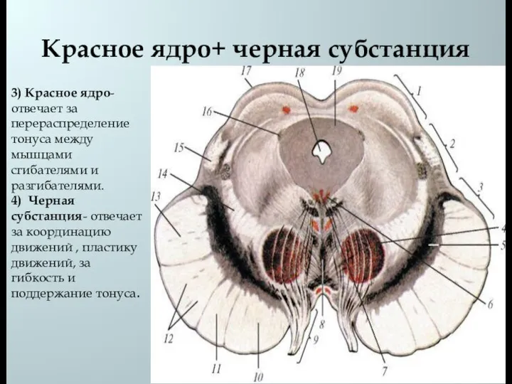 Красное ядро+ черная субстанция 3) Красное ядро- отвечает за перераспределение тонуса между