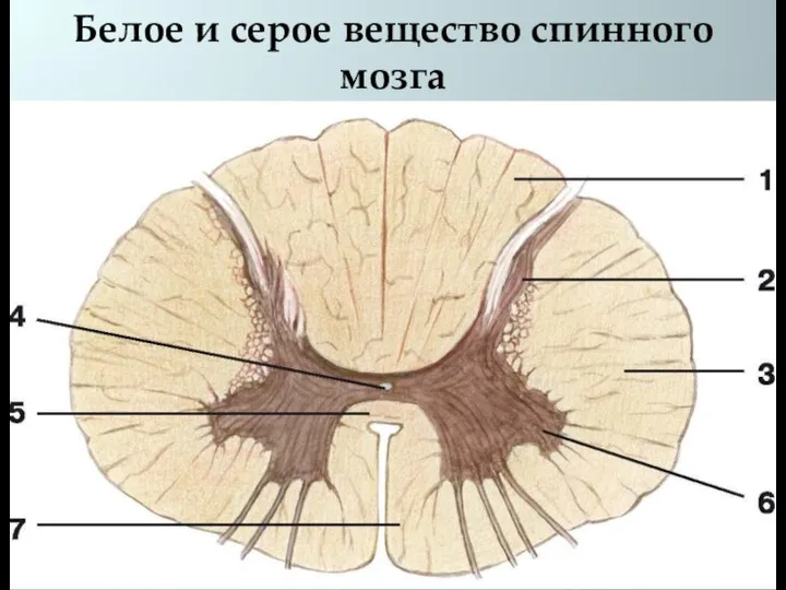 Белое и серое вещество спинного мозга