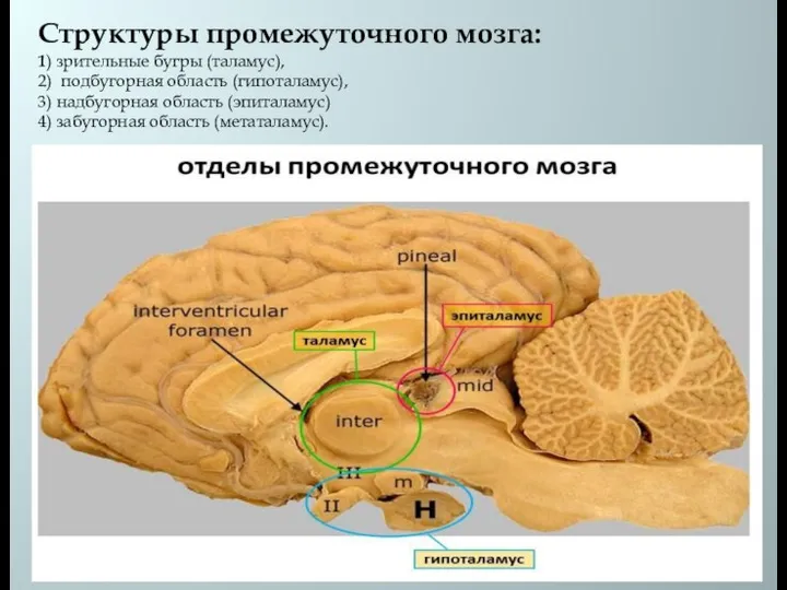 Структуры промежуточного мозга: 1) зрительные бугры (таламус), 2) подбугорная область (гипоталамус), 3)