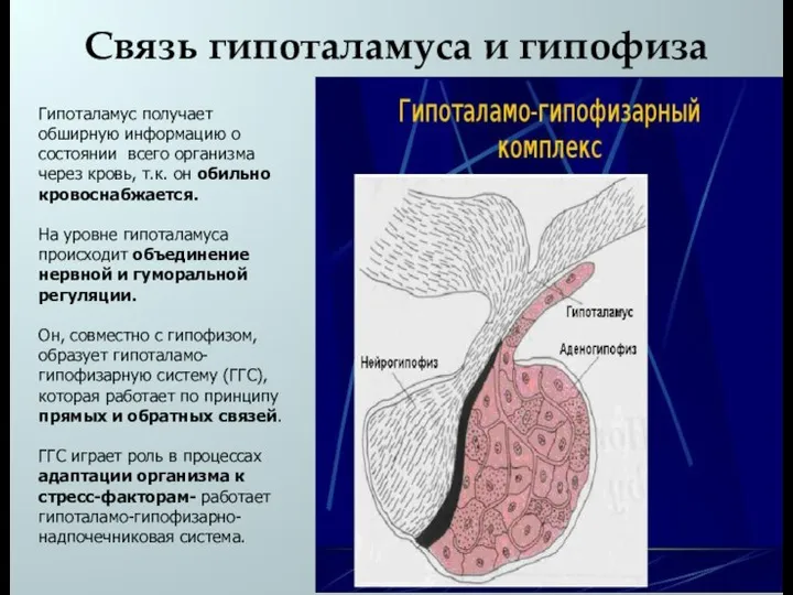 Связь гипоталамуса и гипофиза Гипоталамус получает обширную информацию о состоянии всего организма