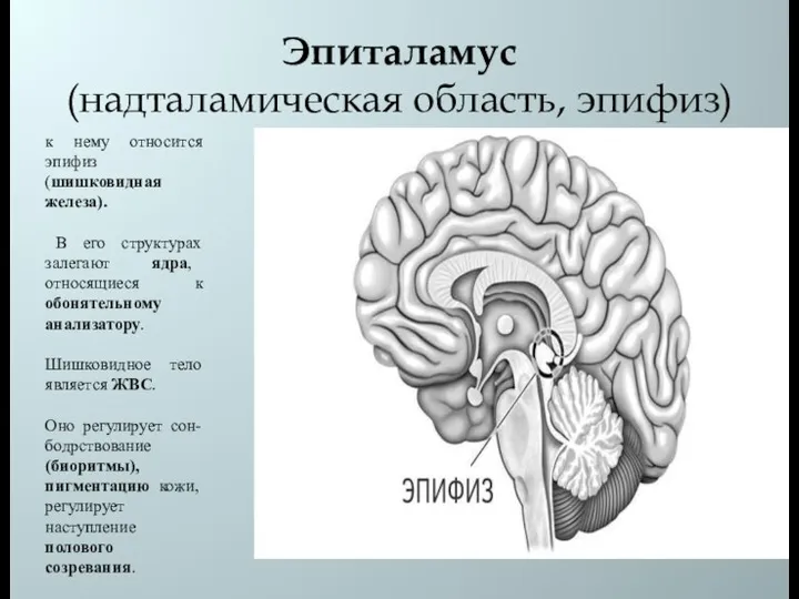 Эпиталамус (надталамическая область, эпифиз) к нему относится эпифиз (шишковидная железа). В его