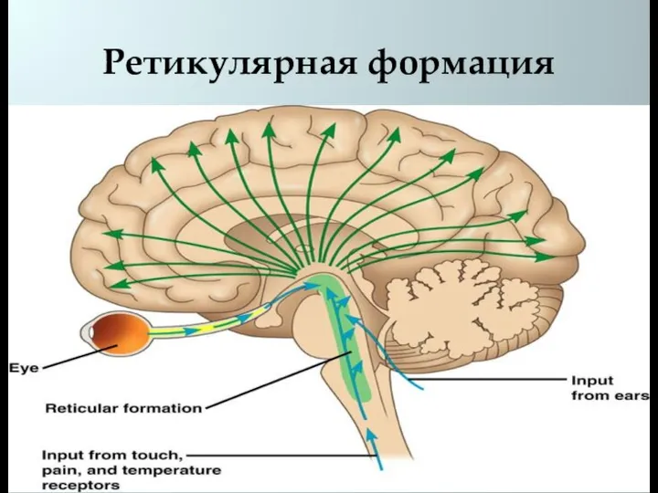 Ретикулярная формация