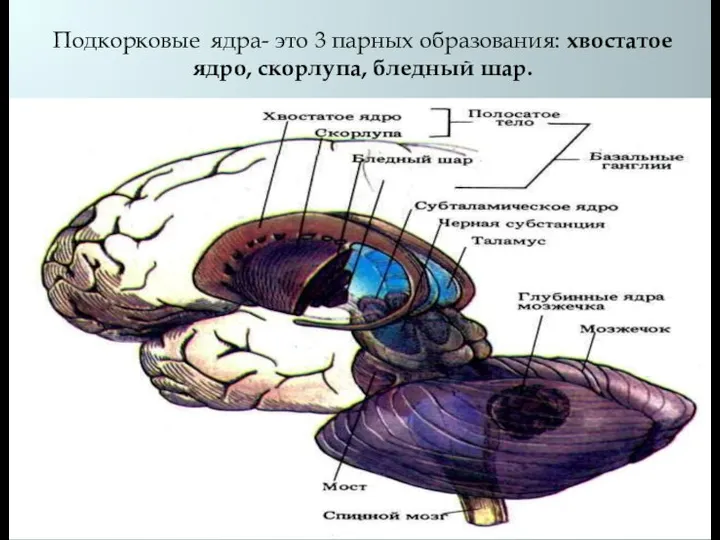 Подкорковые ядра- это 3 парных образования: хвостатое ядро, скорлупа, бледный шар.