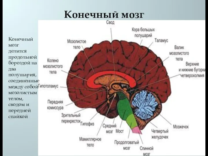 Конечный мозг Конечный мозг делится продольной бороздой на два полушария, соединенные между