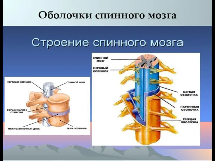 Оболочки спинного мозга